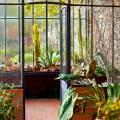 Piante per veranda