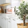 Piante da cucina