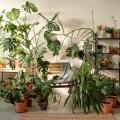 Piante verdi da interno