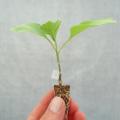 Piante innestate
