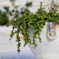 Portulacaria