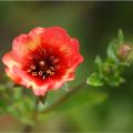 Potentille per colore dei fiori