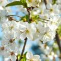 Ciliegio da fiore - Prunus cerasifera