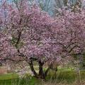 Cerisier à fleurs du Japon nain - Prunus incisa