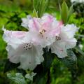 Rododendri e azalee profumati