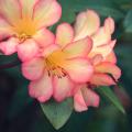 Rododendro tropicale - Rhododendron Vireya