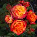 Rose bicolori