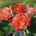 Rose rampicanti bicolori