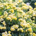 Rose rampicanti gialli