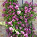 Rose rampicanti con fiori malva, viola o blu