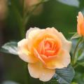 Rose rampicanti arancioni o salmone