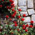 Rose rampicanti rosse
