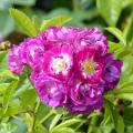Rose resistenti alle malattie