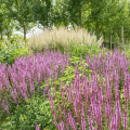 Salvia nemorosa
