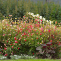 Salvia microphylla