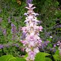 Salvia sclarea - Salvia moscatella