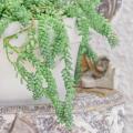 Sedum da interno