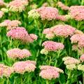 Sedum botanici 