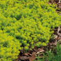 Sedum tappezzante