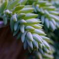 Sedum a fogliame blu o glauco