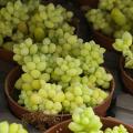Sedum a fogliame dorato