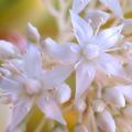 Sedum da fiore bianchi