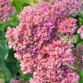 Sedum a fiori rosa