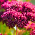 Sedum a fiori rossi