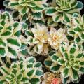 Sedum a fogliame variegato