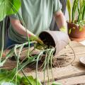 Tutto il necessario per le piante d'appartamento