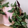 Tradescantia da interno