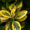 Ligustrum ovalifolium - Ligustro a foglie ovali