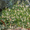 Erigeron karvinskianus - Cespica karvinskianaus