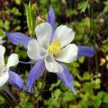 Piante perenni per Cottage garden