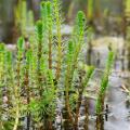 Piante acquatiche da piantare in profondità