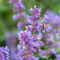 Piante perenni mellifere per terreni aridi