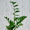 Zamioculcas - Pianta di padre pio