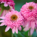 Echinacea doppia
