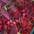 Evonimo a colorazione autunnale