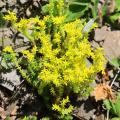 Semi di Borracina - Sedum