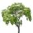 Alberi