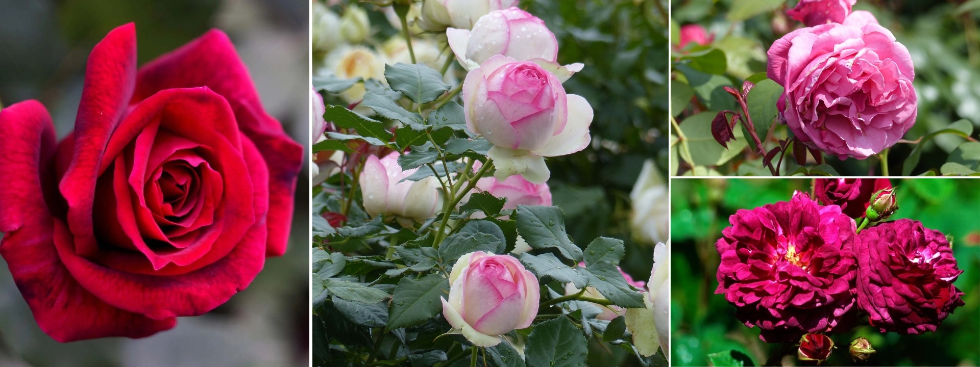 <i>Vendita flash</i> ROSE