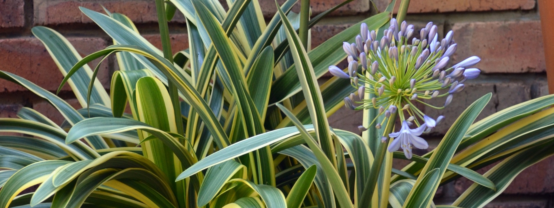 <i>NOVITÀ</i> AGAPANTHUS ZAMBEZI
