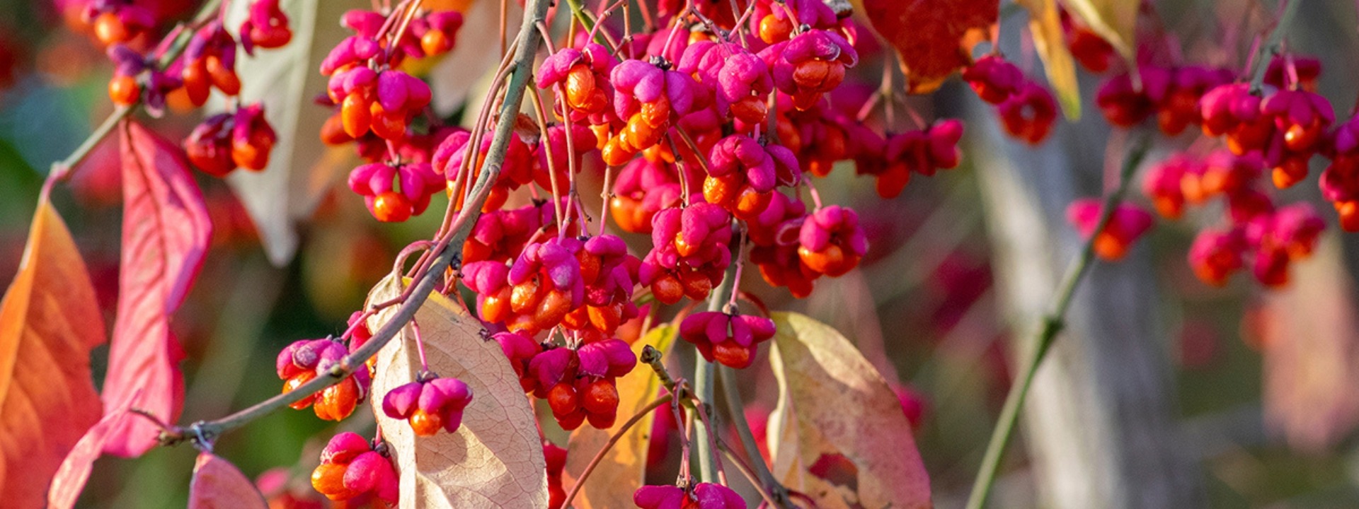 <i>È il momento di</i> PIANTARE