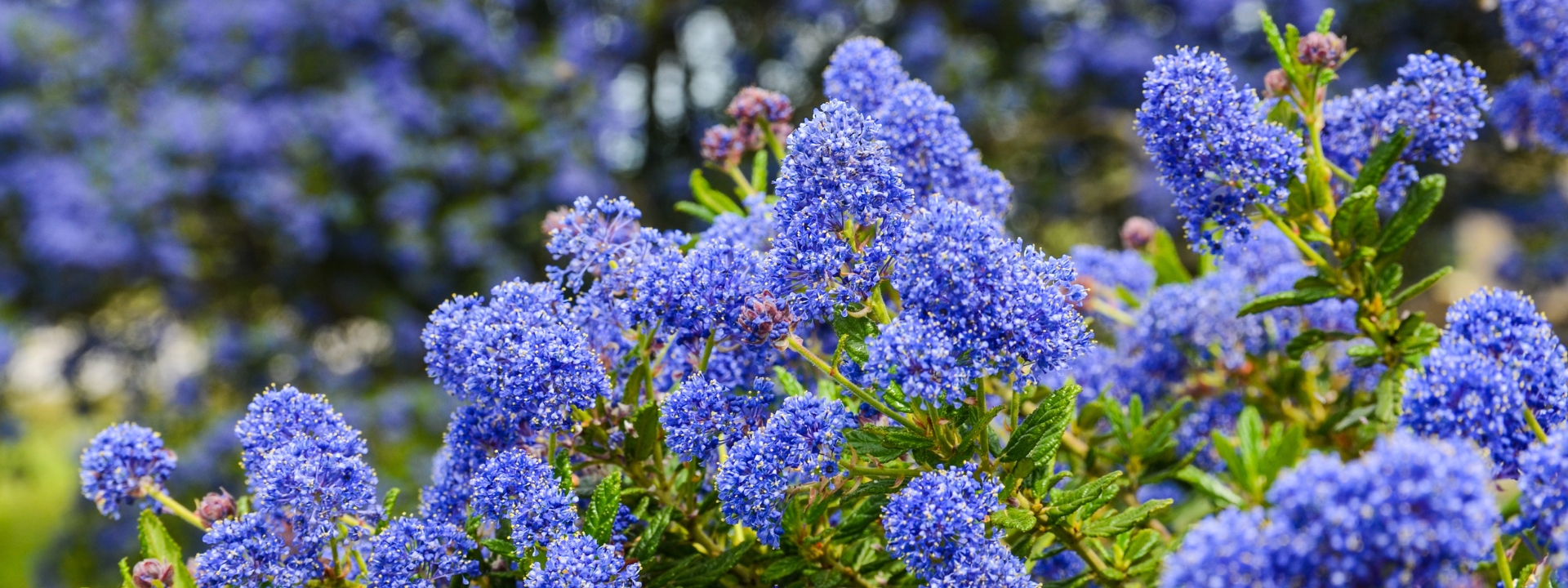 <i>Scopri i nostri</i> CEANOTHUS