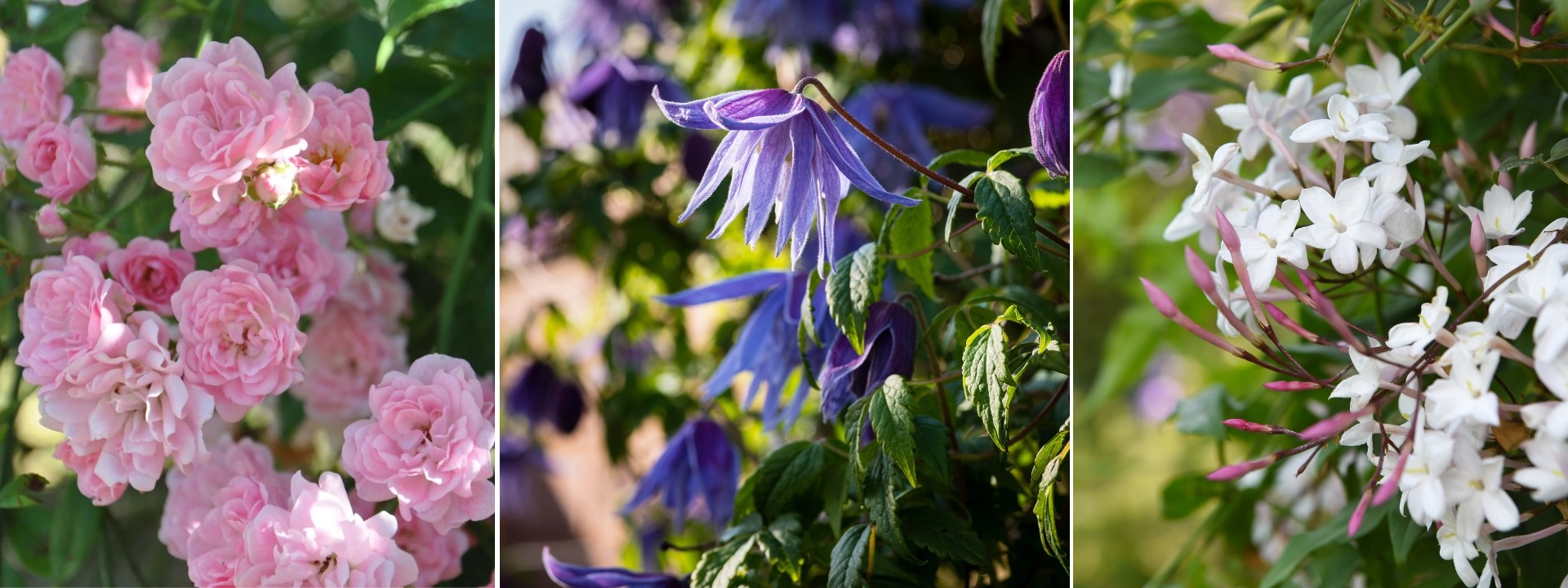 <i>Piante rampicanti</i> PRIMAVERILI