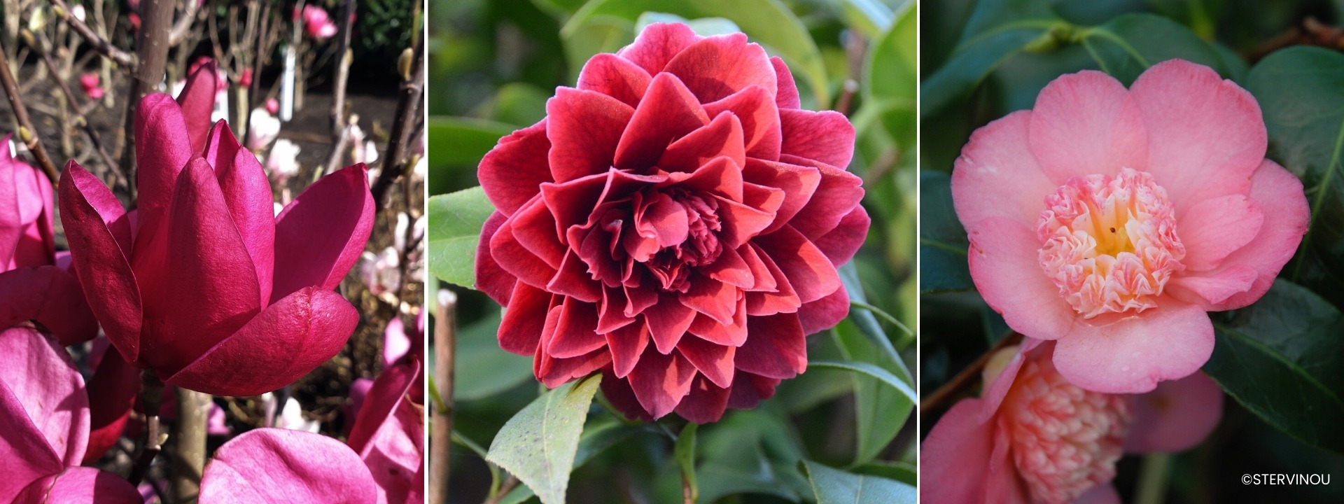 <i>Arbusti</i> TERRA DI BRUYERE