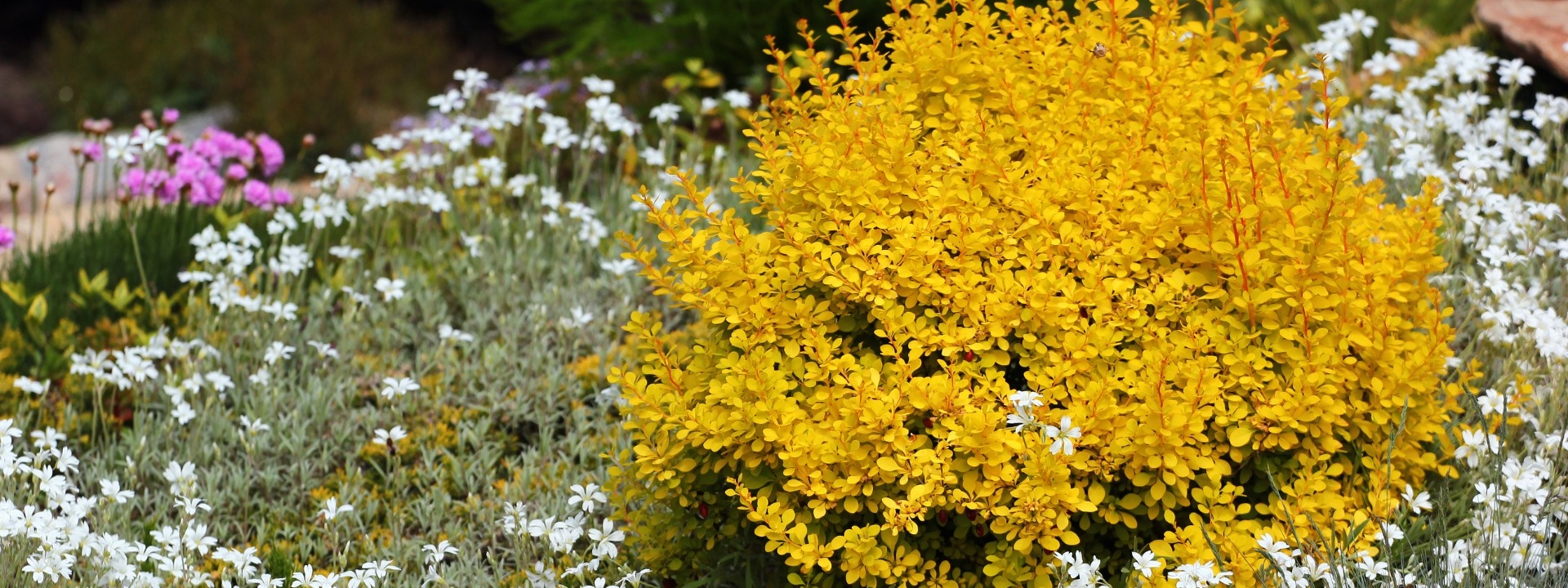 <i>Promozione</i> ARBUSTI