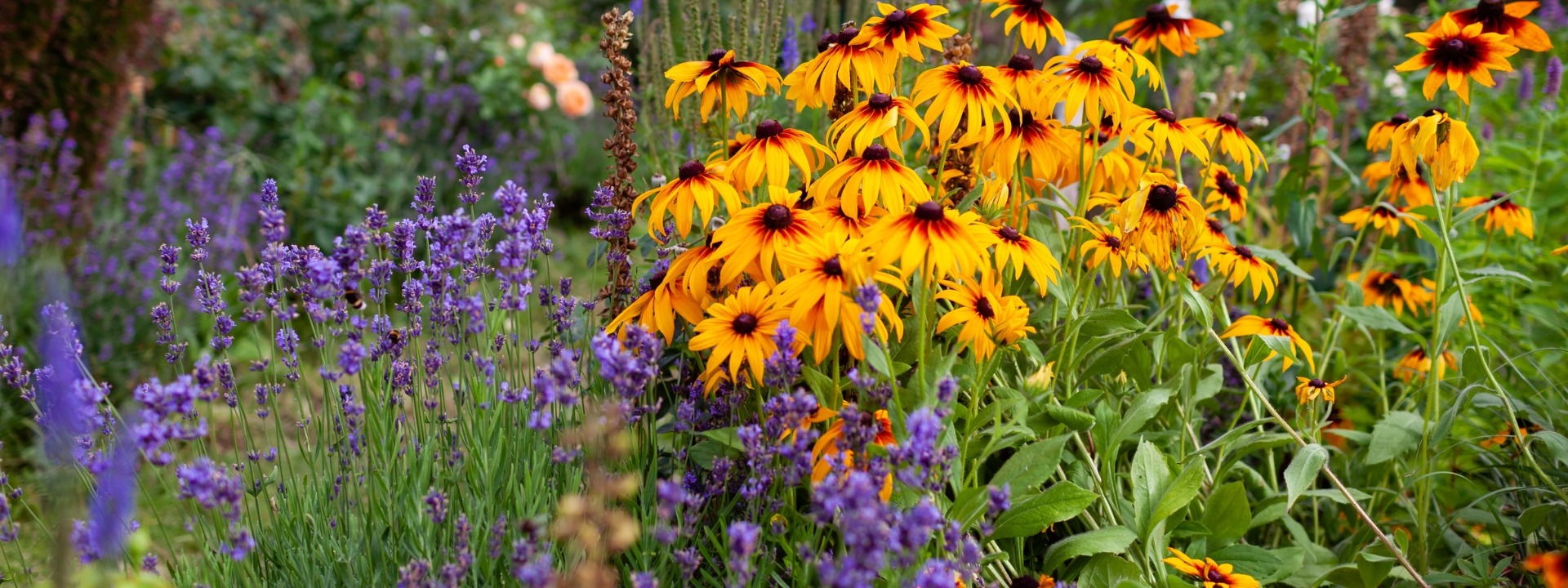 <i>Promozione</i> PIANTE PERENNI