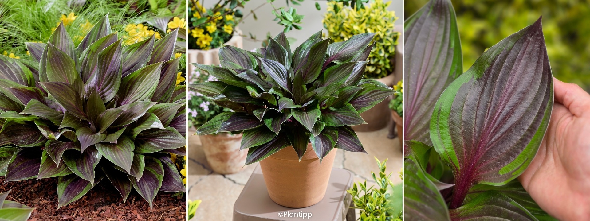 <i>Novità</i> HOSTA Red Ninja®